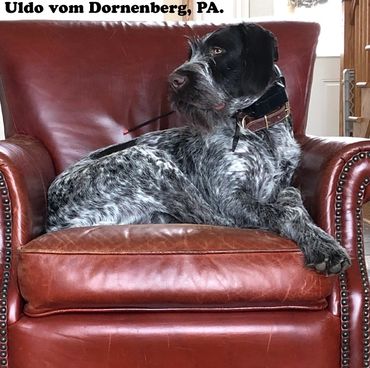 Uldo vom Dornenberg, PA