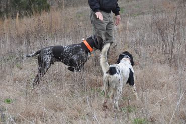 Wulf in training, SC