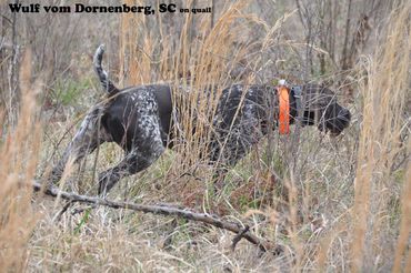 Wulf vom Dornenberg, SC (quail)