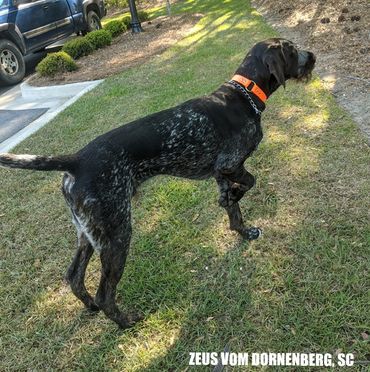 Drahthaars make great hunters