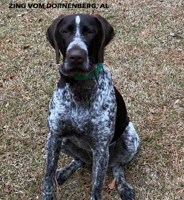 Briar Ridge Kennels breed high quality Drahthaars