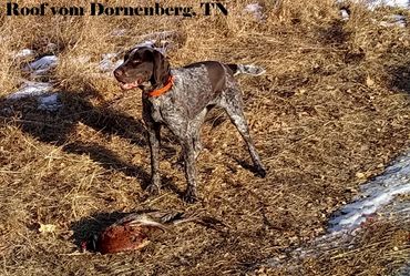 Roof vom Dornenberg, TN   (Pheasant)