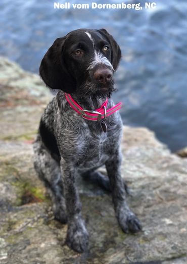Nell vom Dornenberg, NC