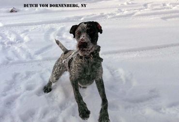 Drahthaar playing in the snow