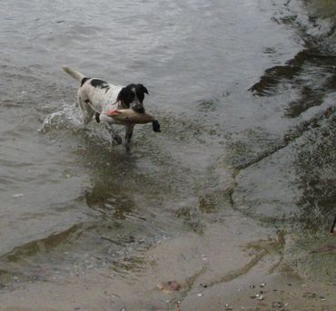 Our Drahthaars are bred for hunting only. No showdogs.