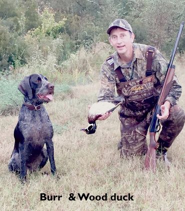 Drahthaars are great hunters