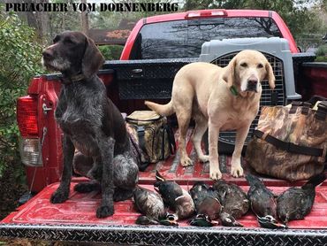 Drahthaars are the best hunting dogs