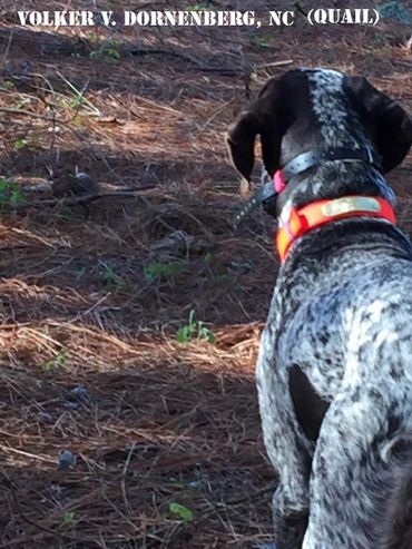 Drahthaar on the hunt