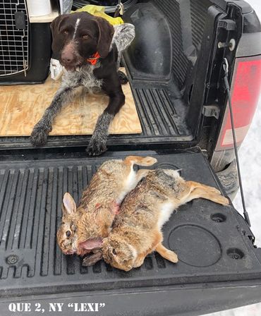 Drahthaar are bred for hunting