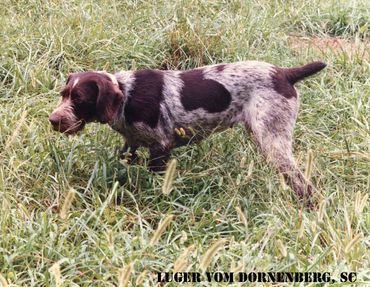 Drahthaars are great hunters