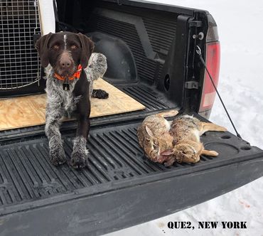 Drahthaar after a successful hunt