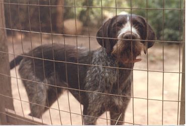 Outlaw vom Dornenberg, NC