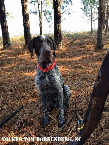 Volker Vom Dornenberg