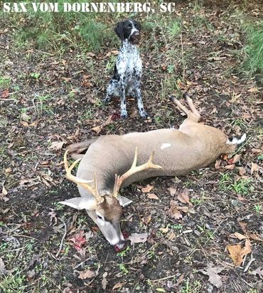 Drahthaars are a hunter's best friend