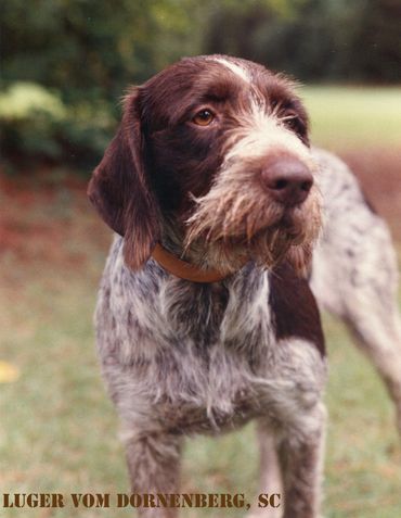 Luger Vom Dornenberg, SC