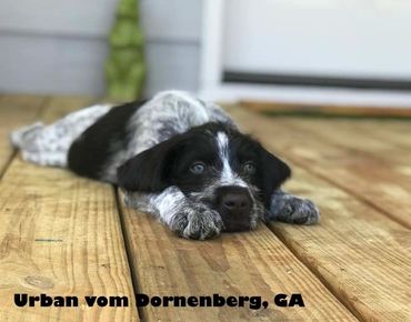 Urban Vom Dornenberg