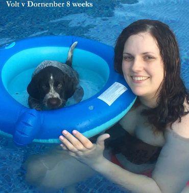 8 week old Volt Vom Dorenenberg