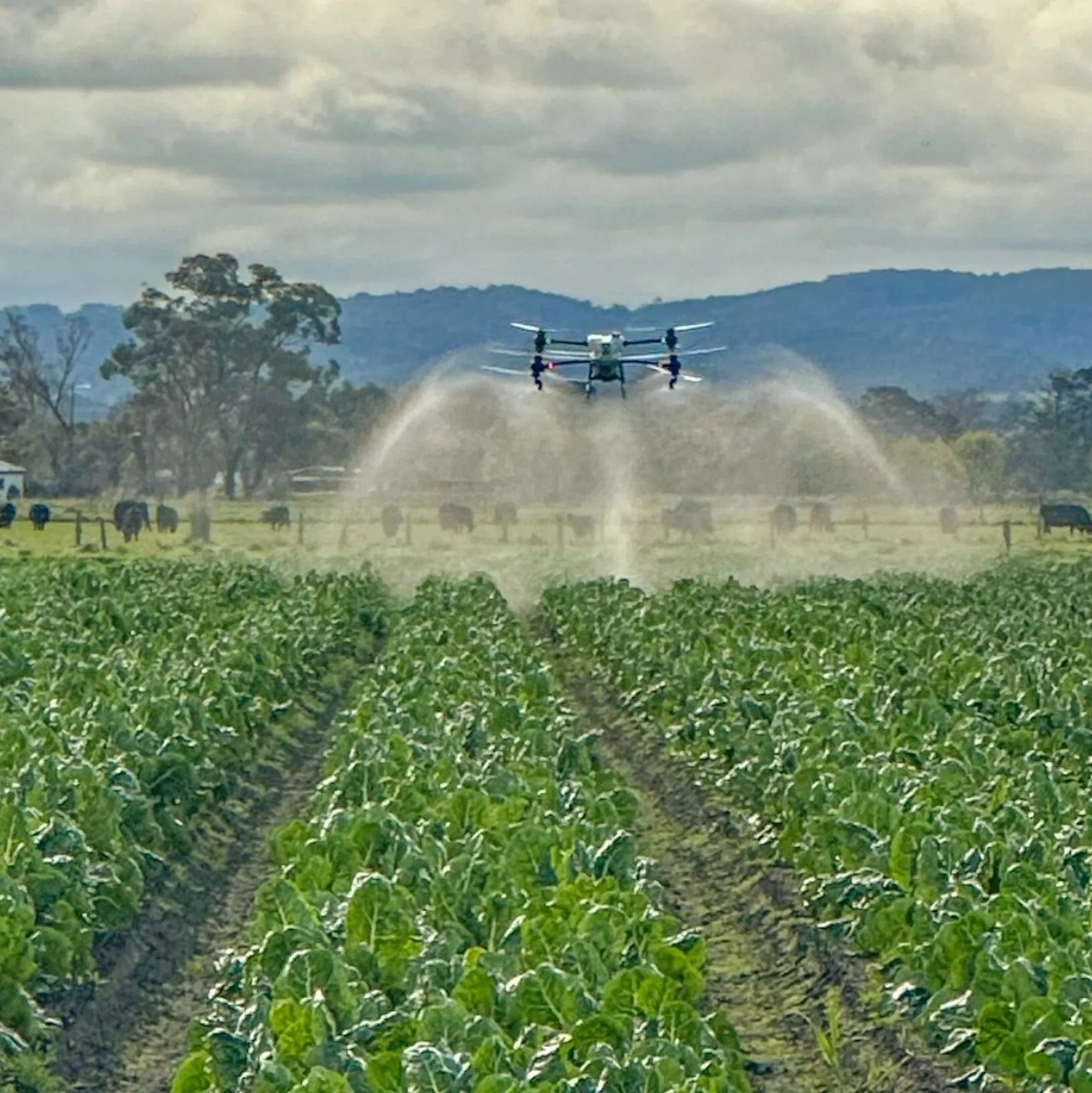 DJI Agras T50 drone spraying cabbage