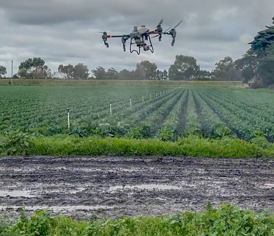 DJI Agras T50 drone spraying vegetables