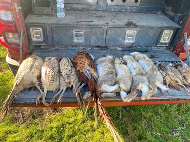 Hunting trophies including pheasants, rabbits, and ducks laid out on a truck tailgate.