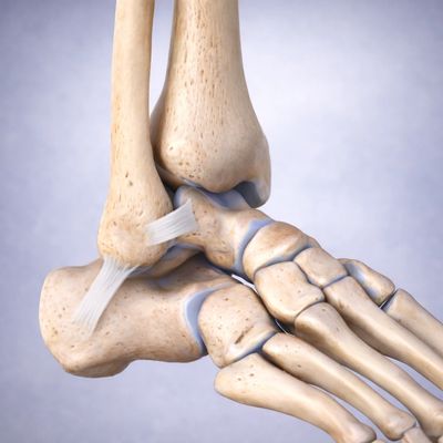 Ankle lateral ligaments involved in ankle sprains