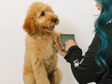 Dog grooming