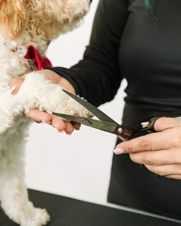 Dog groomer