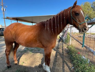 Horse hair