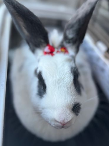 Bunny grooming