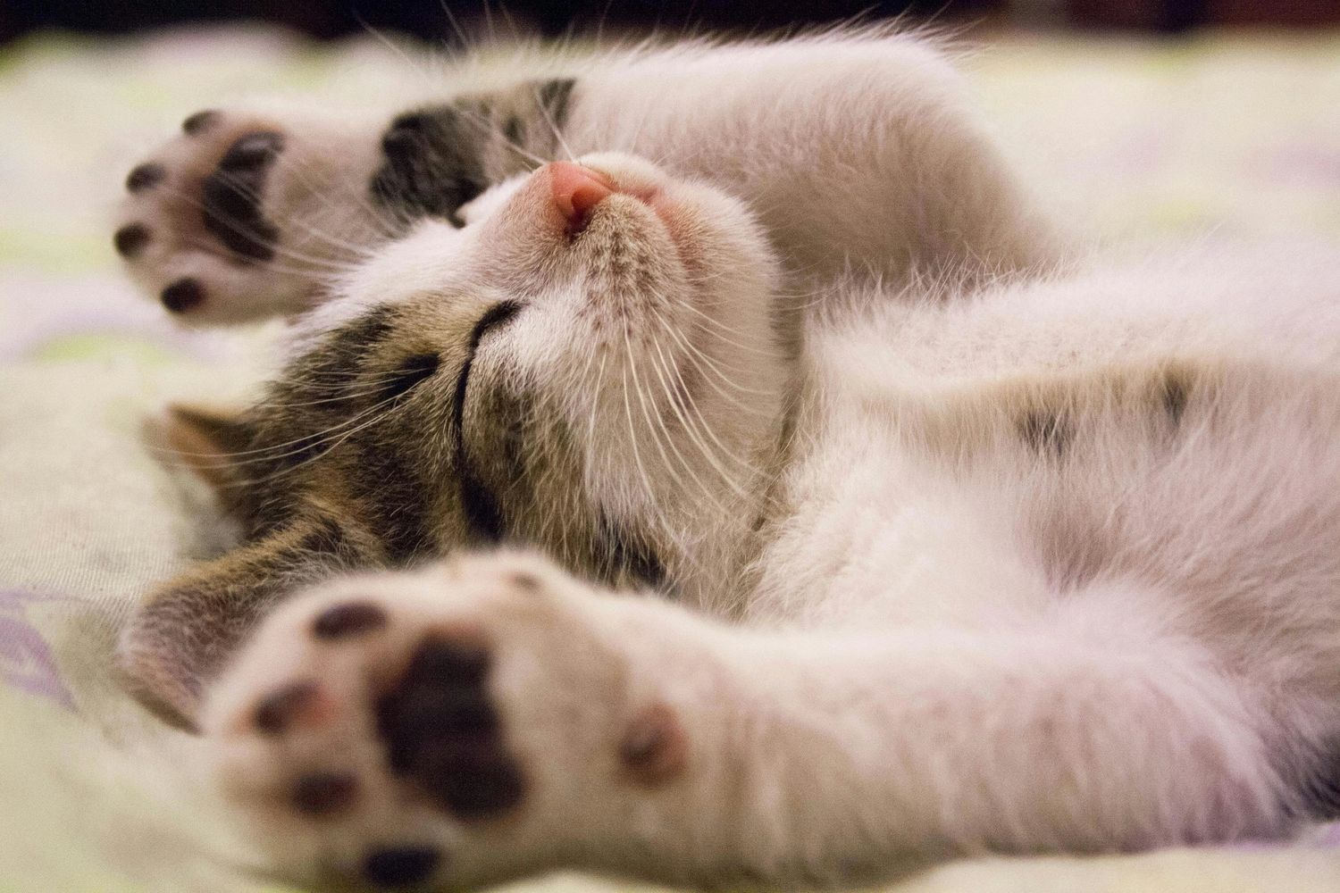 Cute cat stretching