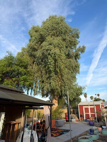 Eucalyptus Tree Before Trim