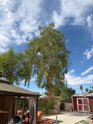 Eucalyptus Tree After Trim