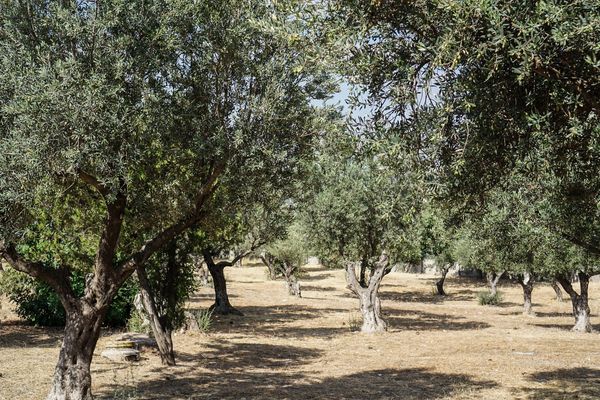 Mount of Olives
