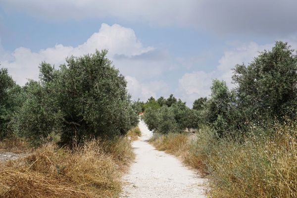 Olive groves