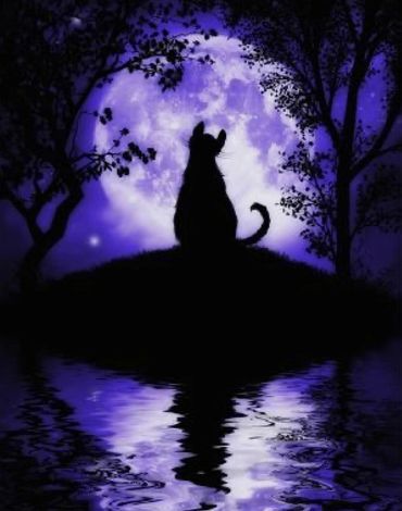 Black Cat in Moonlight