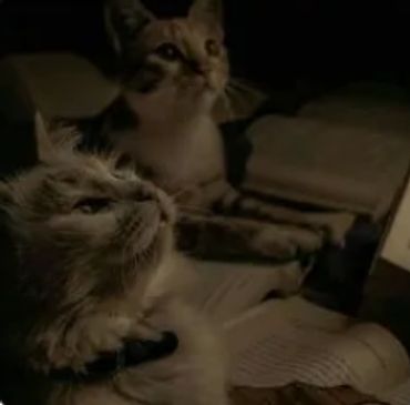 Our hardworking student counsel!