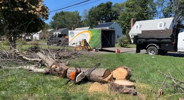 Chainsaw and cut tree trunk lying on grass in a residential area.