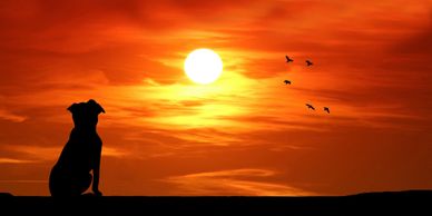 Silhouette of a dog watching birds fly across a vibrant orange sunset.