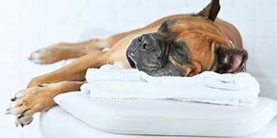 A brown dog sleeping peacefully on folded white towels.