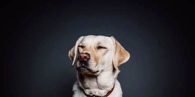 A Labrador retriever with eyes closed against a dark background.