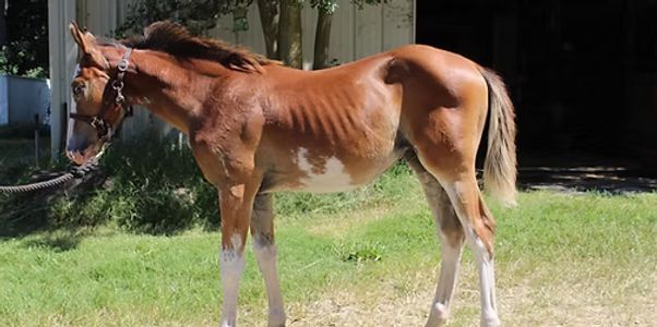 A skinny brown and white horse standing on grass near a building.