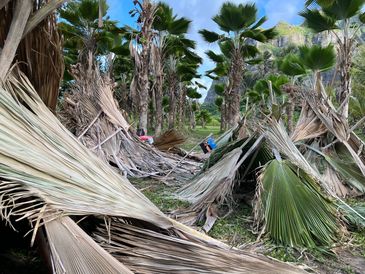 Fallen palm leaves scattered in a tropical area.