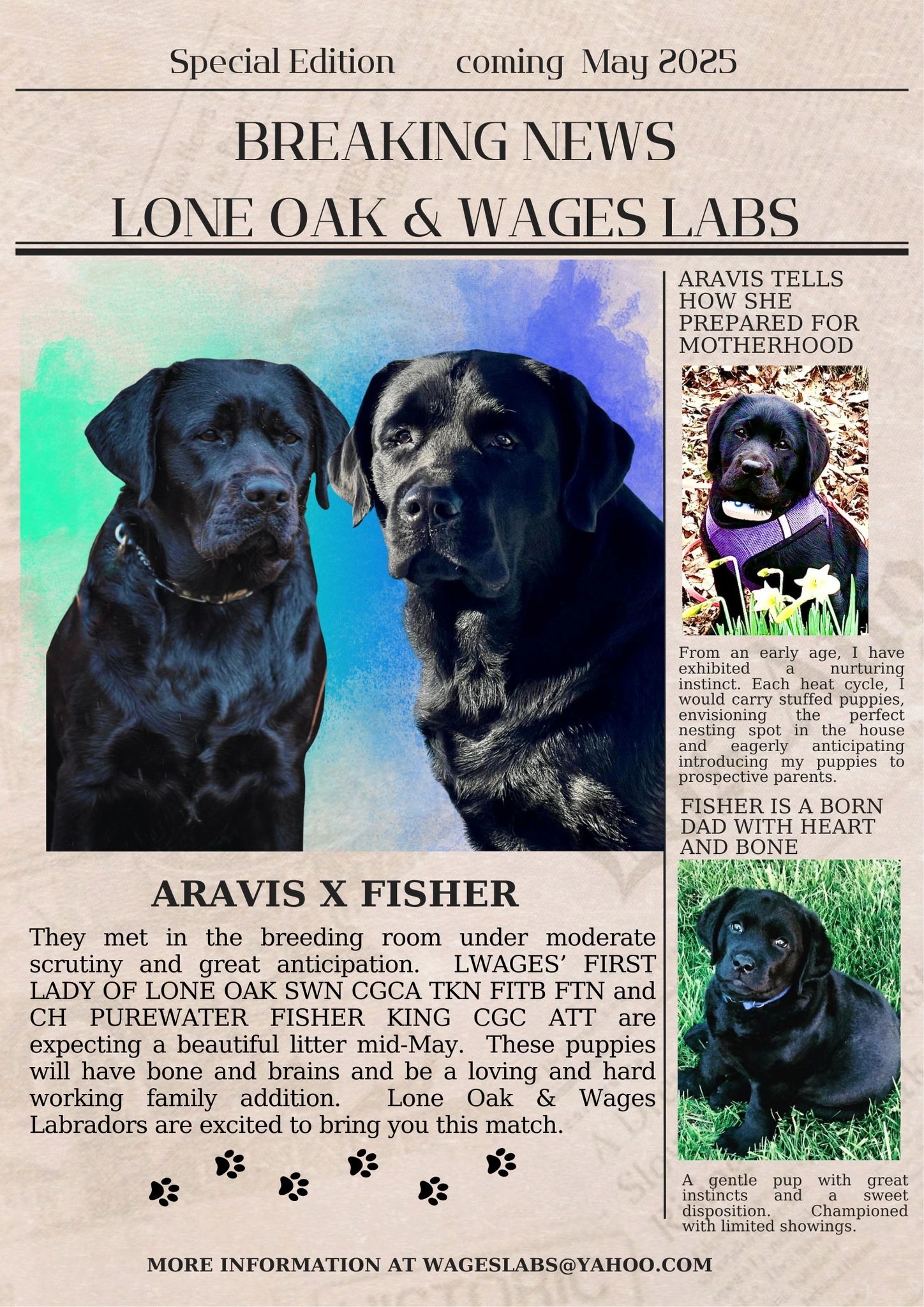 Check out the Litter Announcements pages for more details on this beautiful litter!