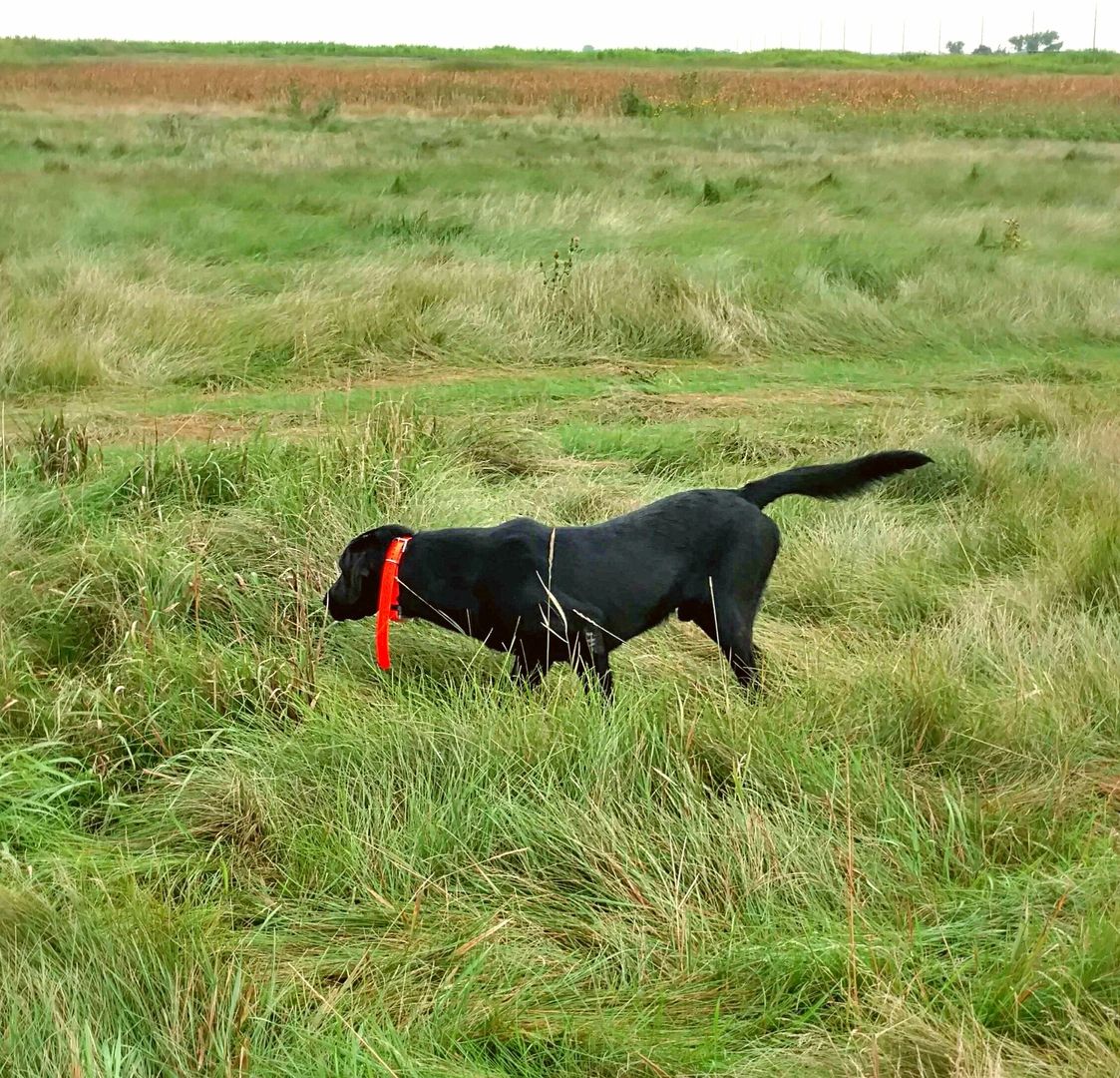 Coteau View Kennels Pointing Labs For Sale Conde, SD