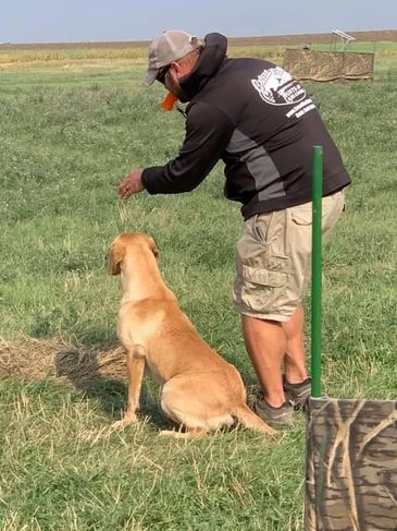 Professional Gun Dog Trainer South Dakota