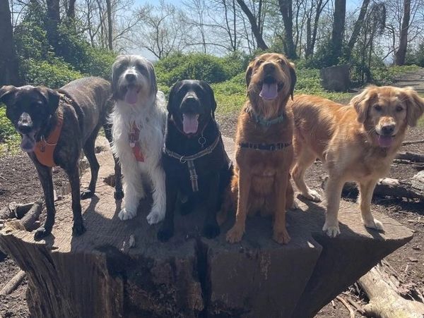 Five happy dogs posing on a large tree stump outdoors.