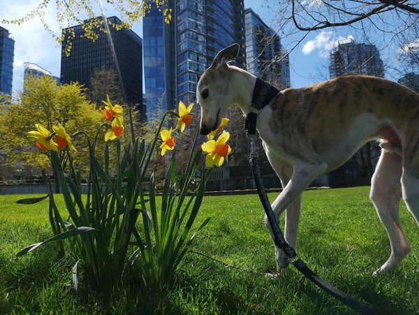 A dog sniffs yellow daffodils in an urban park with skyscrapers in the background.