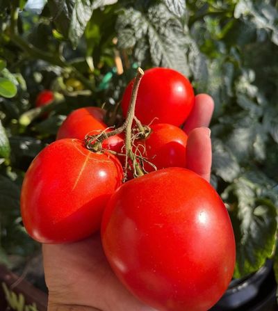 Fresh homegrown tomatoes harvested from an edible garden using natural and sustainable growing pract