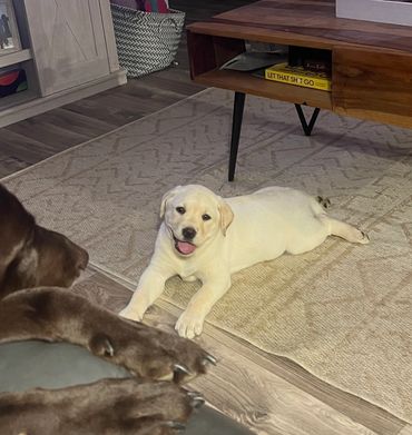 7 weeks old! Big pup he was the largest in the litter