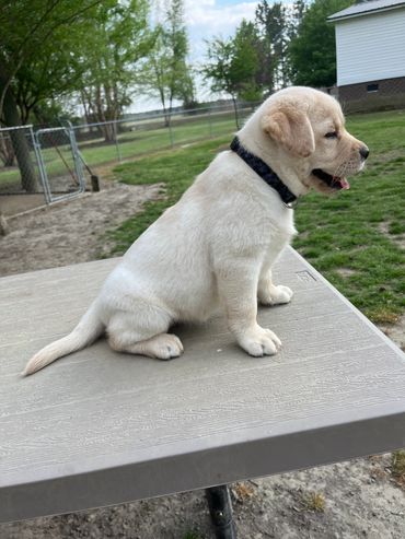 Purple collar 7 weeks 11 pounds